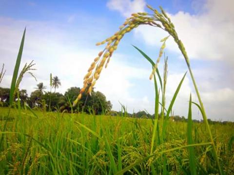 எங்கள் மண்ணில்