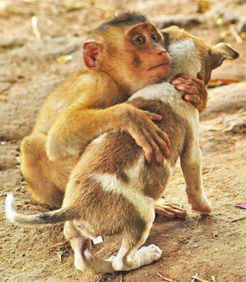 பாசப்பாறை