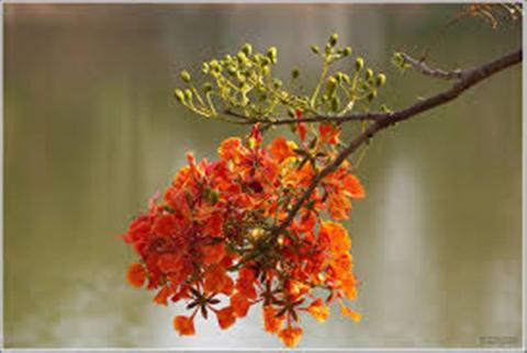 மலர்கள்