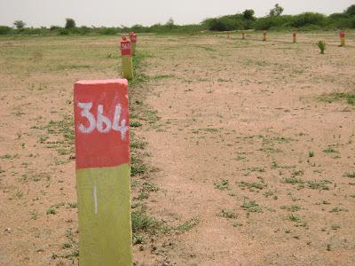 பனை மரக் காடே பறவைகள் கூடே