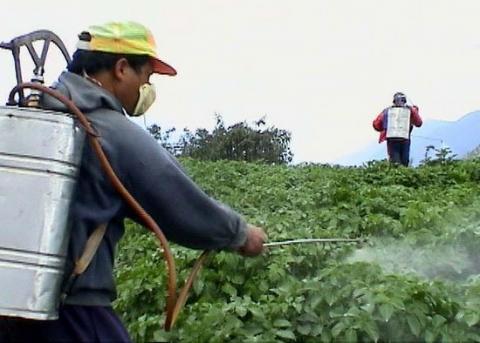 மரபணு விதை