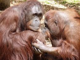 கொஞ்சும்  ஐந்தறிவு  நெஞ்சம்