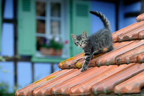 என் வீட்டுக் கூரையில்   ஒரு பூனை