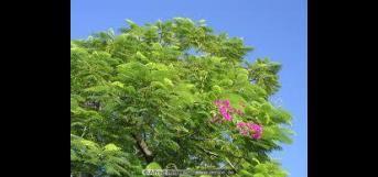 காட்டுச் சுடரொளி மரம்