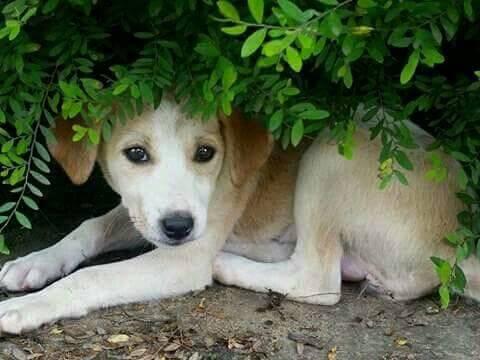 நன்றியுள்ள நாய்