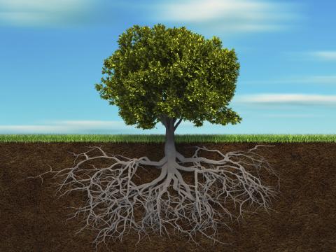 ​வேர்களைத்  தேடி