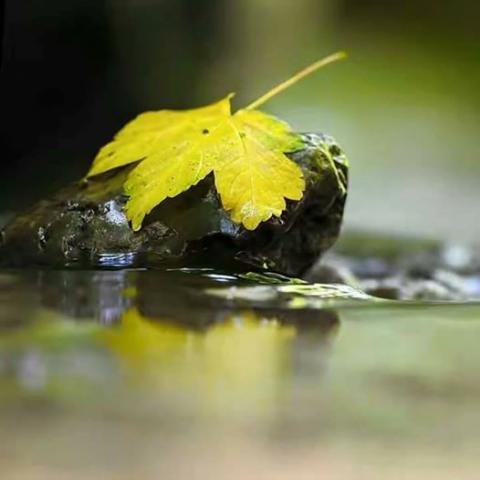 படம் உதவி பாவலர் புதுவைத் தமிழ்நெஞ்சன்  படத்திற்கு ஹைக்கூ  கவிஞர் இரா இரவி 