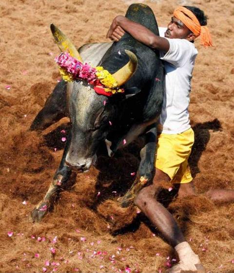 ஜல்லிக்கட்டை  வென்றெடுப்போம்  வாரீர்