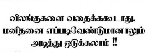 ரேபீஸா   அல்லது  ரே- பீச்சா
