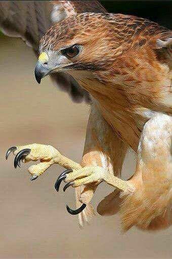 படம் உதவி பாவலர் புதுவைத் தமிழ்நெஞ்சன்  படத்திற்கு ஹைக்கூ  கவிஞர் இரா இரவி  படம் உதவி பாவலர் புதுவைத் தமிழ்நெஞ்சன்  படத்திற்கு ஹைக்கூ  கவிஞர் இரா இரவி