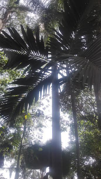 ஹைக்கூ   கவிஞர் இரா இரவி 