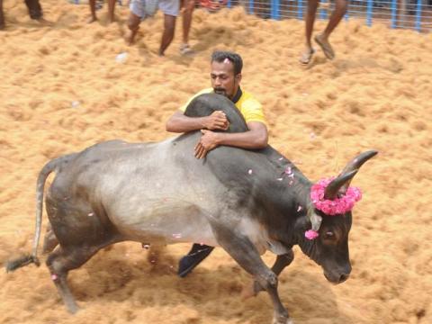 சல்லிக்கட்டு காளை நாங்க