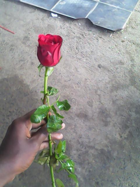 ரோஜா ரோஜா