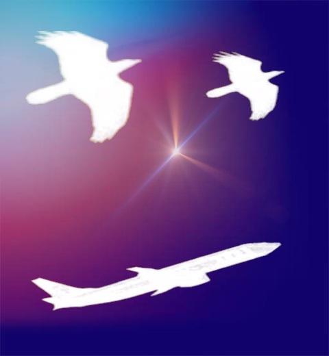 கூண்டுப்பறவை