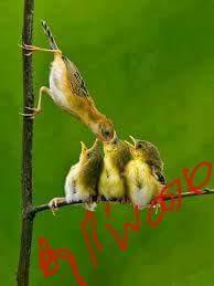 தாயன்பு