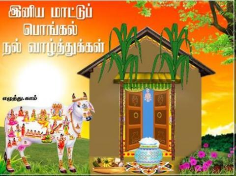 பட்டிப் பொங்கல்