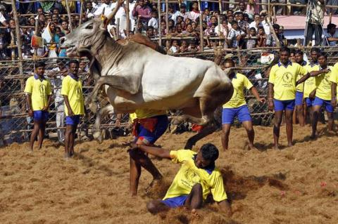 ஜல்லிக்கட்டு -உடுமலை சேரா முஹமது