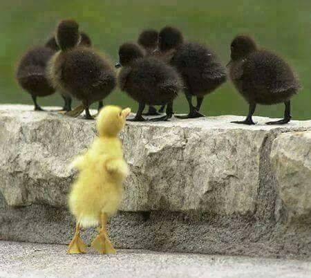 படம் உதவி பாவலர் புதுவைத் தமிழ்நெஞ்சன்    படத்திற்கு ஹைக்கூ  கவிஞர் இரா இரவி 