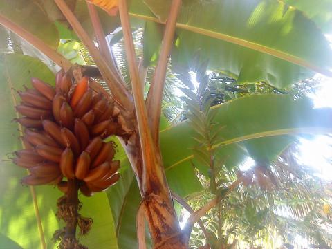 செவ்வாழைத் தோட்டத்திலே செந்தேள்