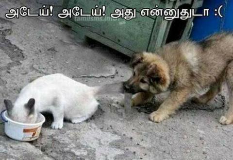 படம் உதவி பாவலர் புதுவைத் தமிழ்நெஞ்சன்    படத்திற்கு ஹைக்கூ  கவிஞர் இரா இரவி 