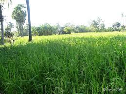 விளை நிலம்