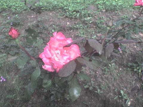 ரோஜா துளசி காதல்