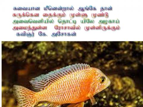 முட்கள்