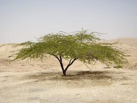 மனிதனும் கருவேல மரமும் மனிதனும் கருவேல மரமும்