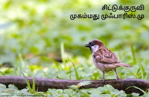 சிட்டுக்குருவி சிட்டுக்குருவி