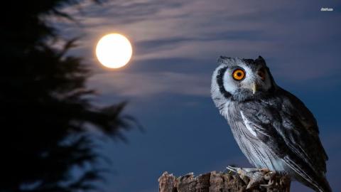 திங்களே வா