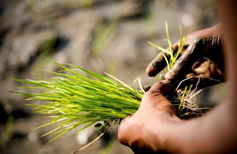 அம்மா நான்தான் அரிசி பேசுகிறேன் 