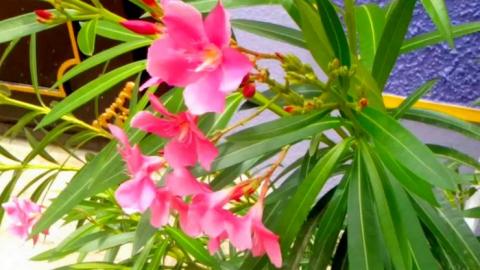 தாழ்திறவாய் மனமே