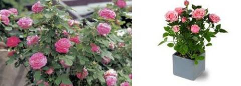 பிறந்த வீடு புகுந்த வீடு