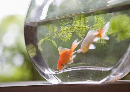 அகிலன் ஹைக்கூ