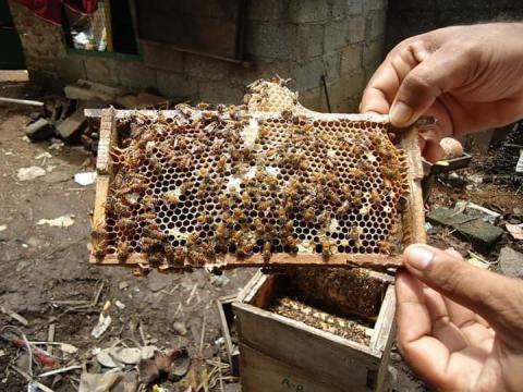 உறிஞ்சல்