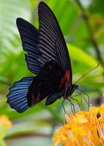 வாழ்த்து