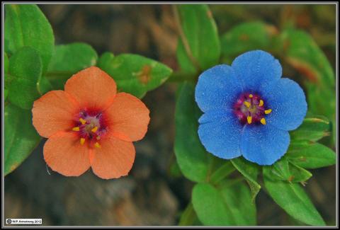 பூக்களின் ராணியே என் பேரழகி 555