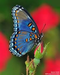 முட்செடியில் மலரும் முல்லை பூ 555