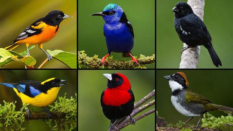 கொடையாளி