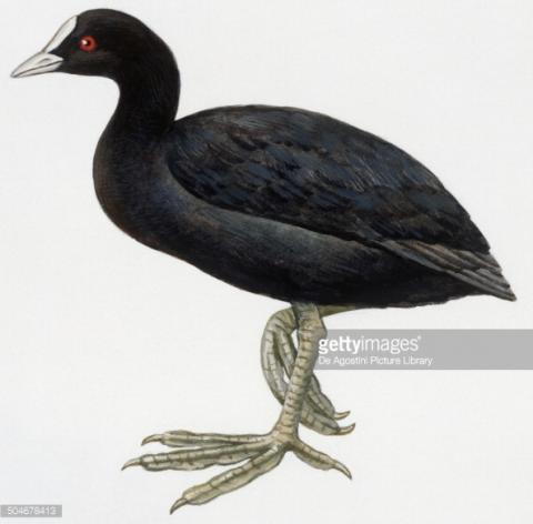 சம்பங் கோழிக் கறி - இன்னிசை வெண்பா