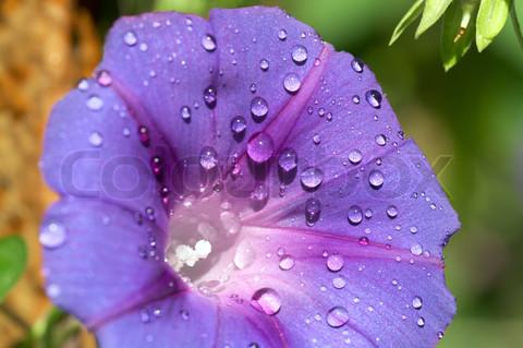 மலரும் சருகும் மலரும் சருகும்