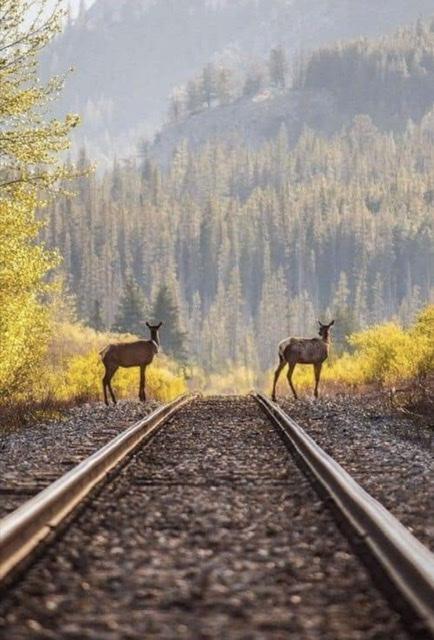 துருவங்கள்