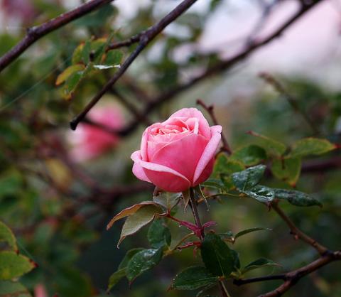 புது ரோஜாவைப் போல்  புத்தாண்டே மலர்ந்து வா