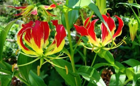 நீயும் பாரடா