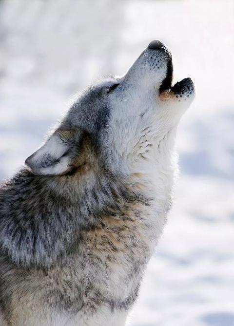 நீட்டின் ரகசியம்