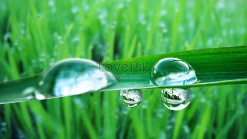 பனித்துளி