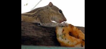 அணில் திருடிய வடை..