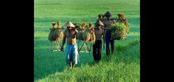 விவசாயி