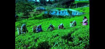 முதுகில் கூடையை சுமக்கும் எம்மவர்கள் முதுகில் கூடையை சுமக்கும் எம்மவர்கள்