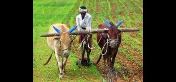 உழவும் உழவனும்  மரண விளிம்பில் (பொங்கல் விழா போட்டிக் கவிதை)